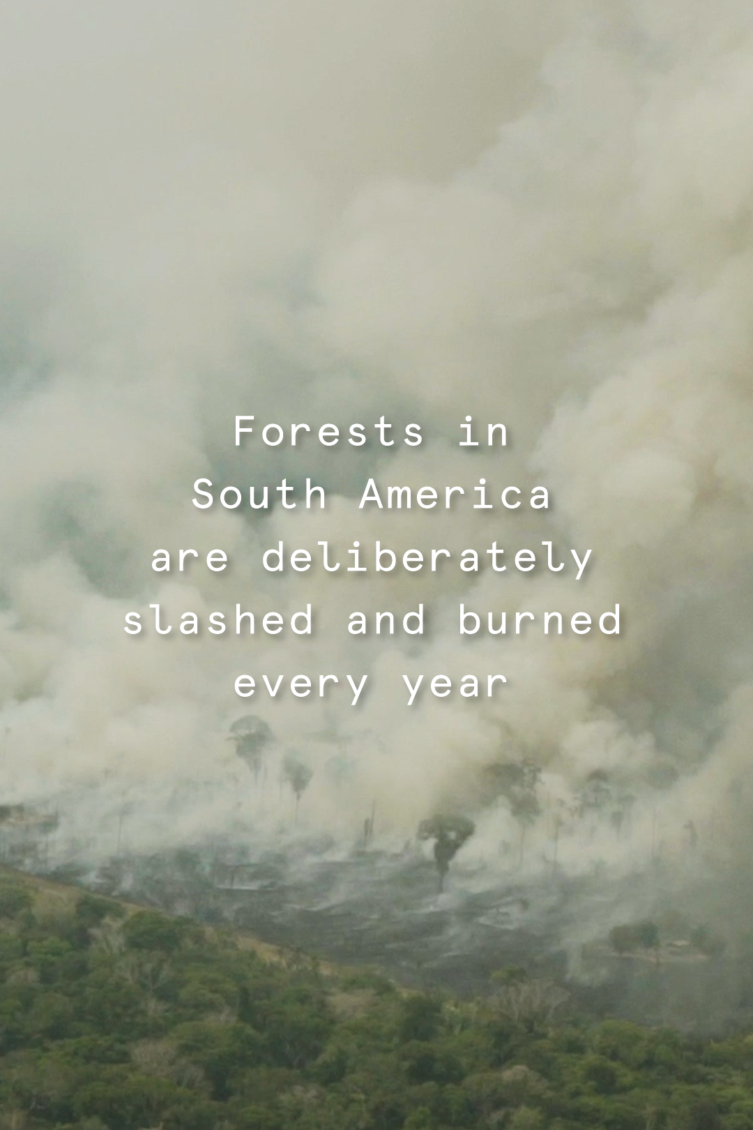 Greenpeace Greenpeace